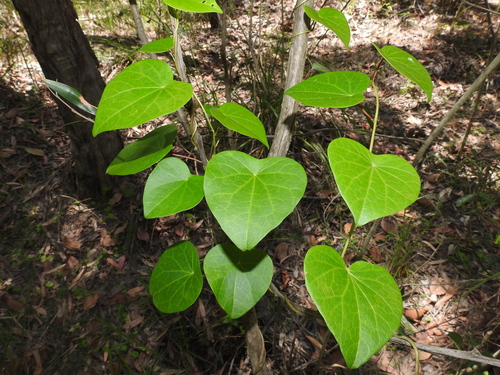 Stephania japonica (Tapevine) (alternate view 8)