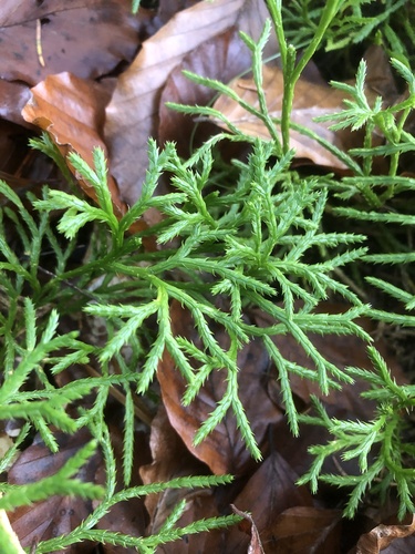 Diphasiastrum (Ground cedars) (alternate view 5)