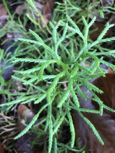Diphasiastrum (Ground cedars) (alternate view 6)
