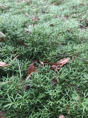 Diphasiastrum (Ground cedars) (alternate view 7)