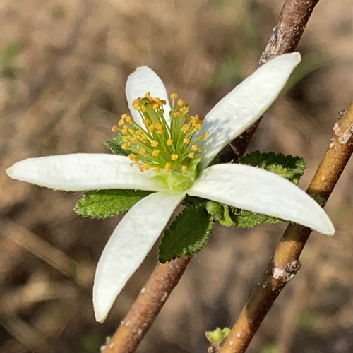 Grewia (Donkeyberries) (alternate view 3)