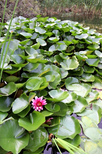 Nymphaea × marliacea (coloured water-lily) (alternate view 8)
