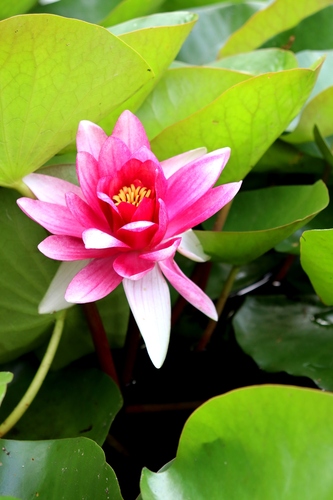 Nymphaea × marliacea (coloured water-lily) (alternate view 9)