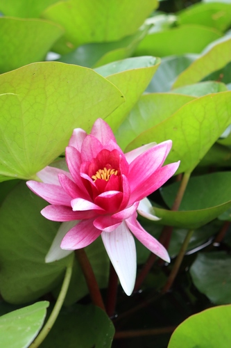 Nymphaea × marliacea (coloured water-lily) (alternate view 12)