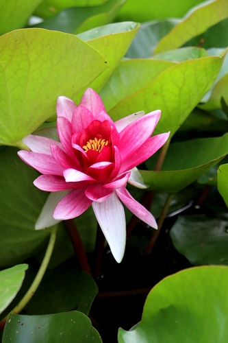 Nymphaea × marliacea (coloured water-lily) (alternate view 10)