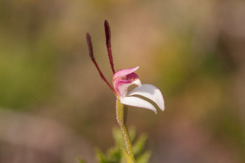 Leptoceras menziesii (Rabbit Orchid) (alternate view 8)