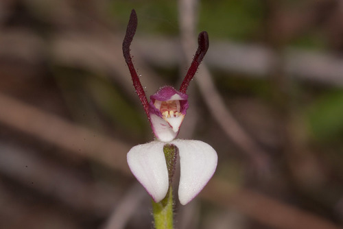Leptoceras menziesii (Rabbit Orchid) (alternate view 7)