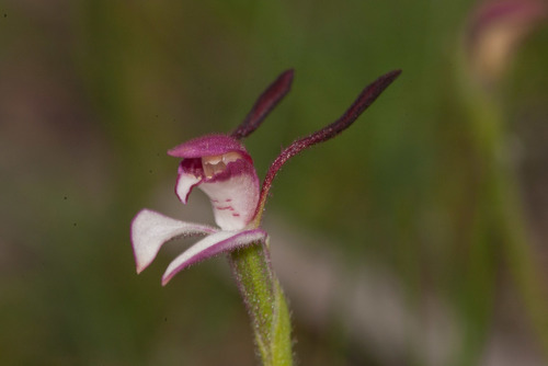 Leptoceras menziesii (Rabbit Orchid) (alternate view 6)