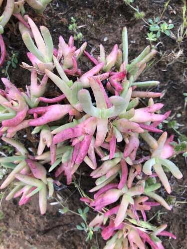 Carpobrotus (sea figs) (alternate view 3)