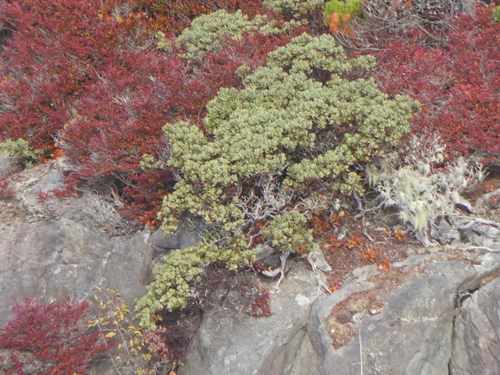 Arctostaphylos columbiana (hairy manzanita) (alternate view 3)
