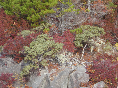 Arctostaphylos columbiana (hairy manzanita)