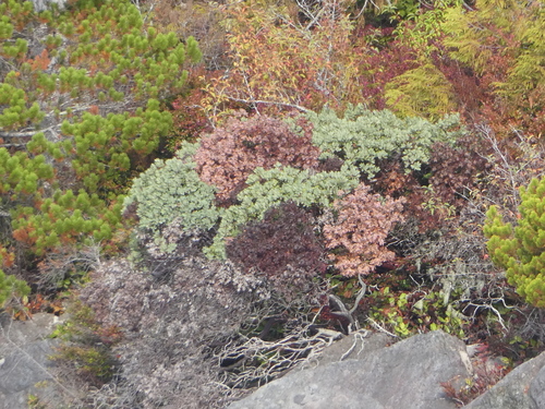 Arctostaphylos columbiana (hairy manzanita) (alternate view 2)