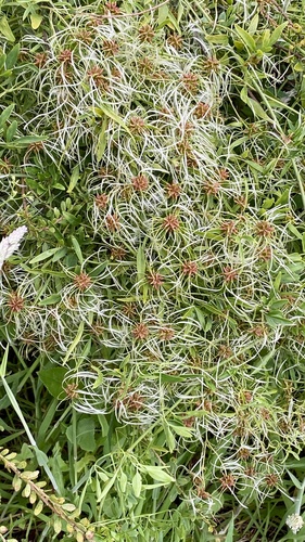 Clematis microphylla (Small-leaved Clematis) (alternate view 2)