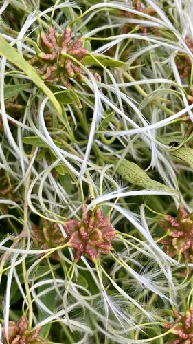 Clematis microphylla (Small-leaved Clematis) (alternate view 3)