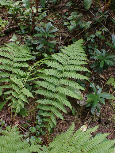 Athyrium filix-femina (lady fern)