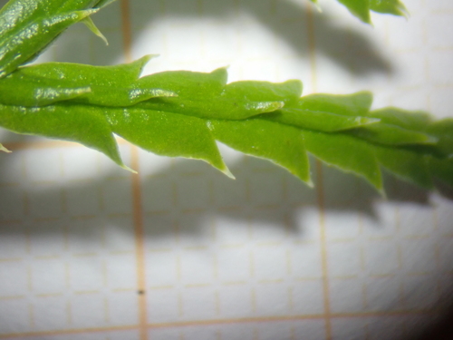 Diphasiastrum (Ground cedars) (alternate view 8)