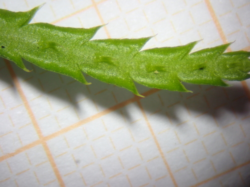 Diphasiastrum (Ground cedars) (alternate view 9)