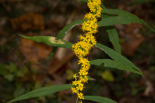 Solidago caesia (bluestem goldenrod)