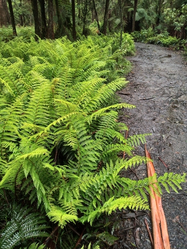 Polystichum proliferum (mother shield-fern) (alternate view 4)