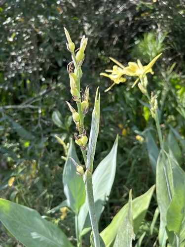 Canna glauca (Water Canna)