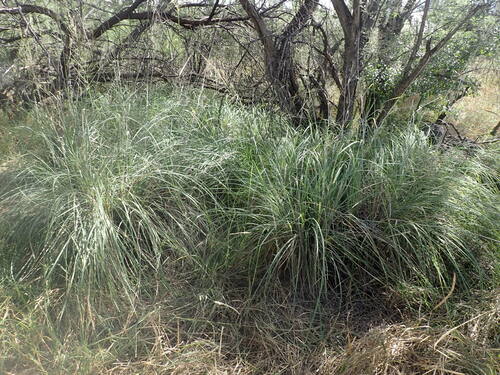 Sporobolus wrightii (Giant Sacaton)