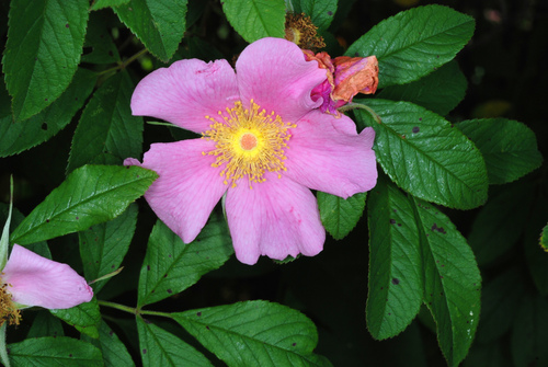 Rosa palustris (swamp rose) (alternate view 3)