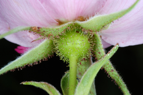 Rosa palustris (swamp rose) (alternate view 4)