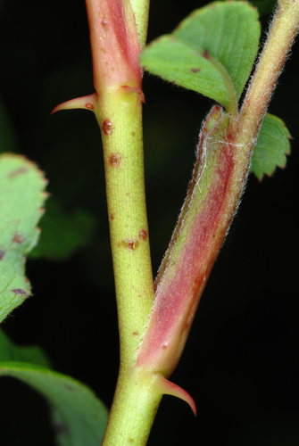 Rosa palustris (swamp rose) (alternate view 5)