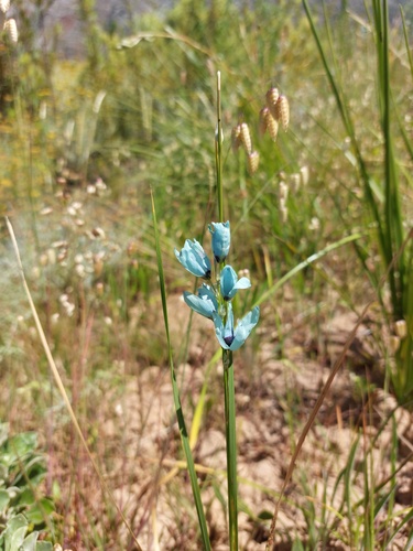Ixia (Corn lilies) (alternate view 3)
