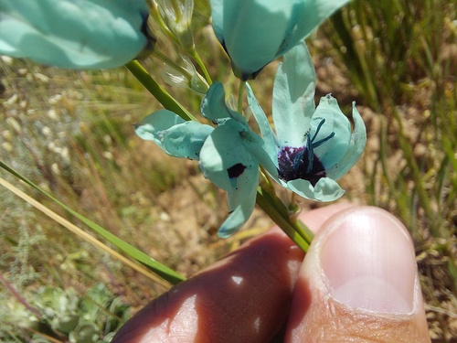 Ixia (Corn lilies)