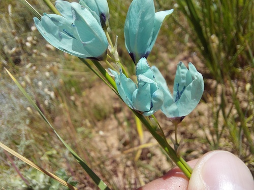 Ixia (Corn lilies) (alternate view 2)