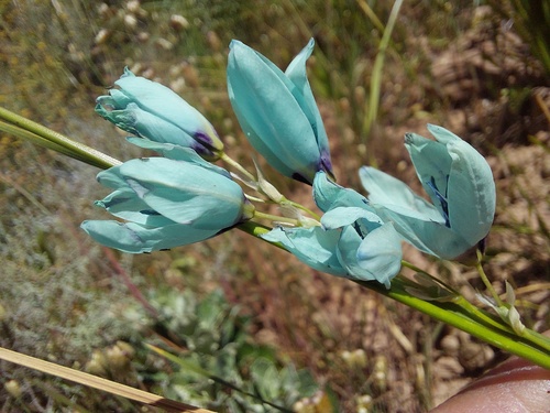 Ixia (Corn lilies) (alternate view 4)