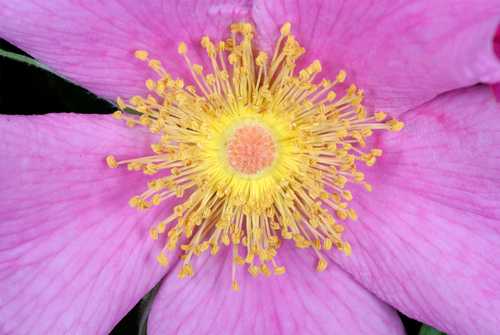 Rosa palustris (swamp rose) (alternate view 2)