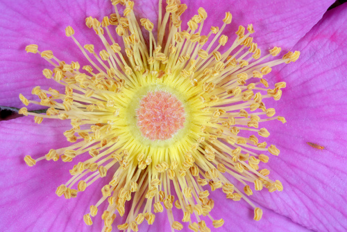 Rosa palustris (swamp rose)