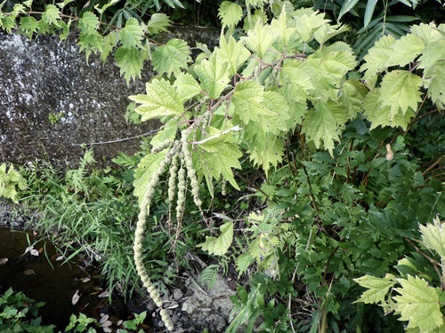 Boehmeria platanifolia (alternate view 3)