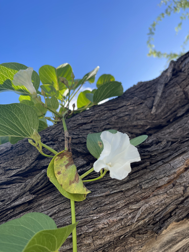 Ipomoea pes-caprae (Beach Morning Glory)