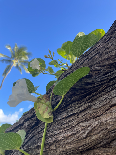 Ipomoea pes-caprae (Beach Morning Glory)
