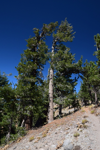 Pinus monticola (Western White Pine) (alternate view 2)