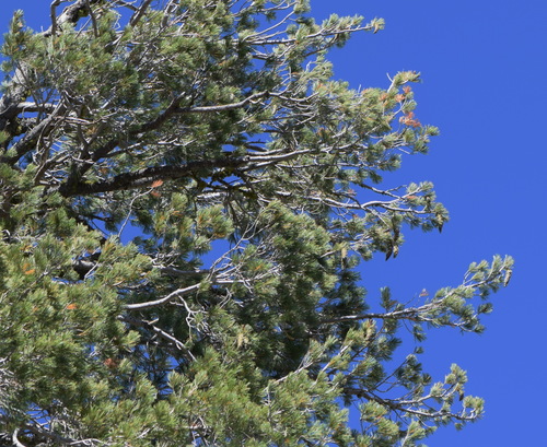 Pinus monticola (Western White Pine) (alternate view 3)