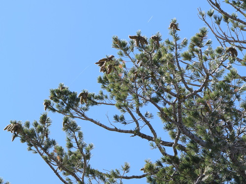 Pinus monticola (Western White Pine) (alternate view 4)