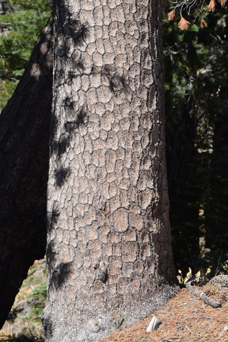 Pinus monticola (Western White Pine) (alternate view 5)