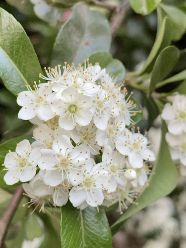 Pyracantha coccinea (Scarlet Firethorn) (alternate view 10)
