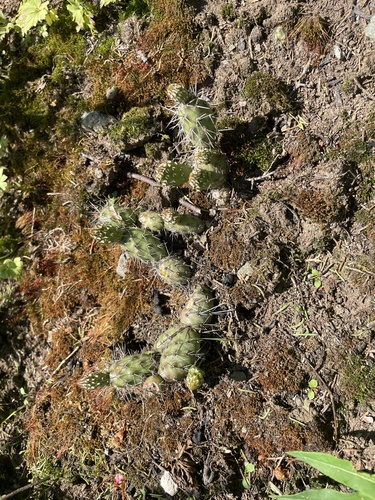 Opuntia fragilis (Brittle Pricklypear)