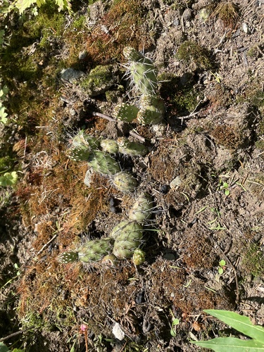 Opuntia fragilis (Brittle Pricklypear) (alternate view 2)