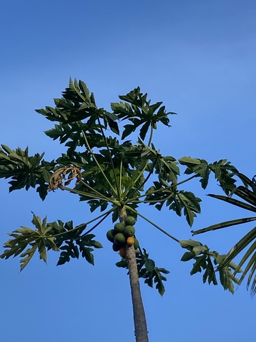 Carica (Papaya) (alternate view 5)