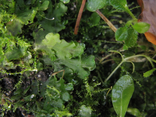 Pellia epiphylla (common pellia)