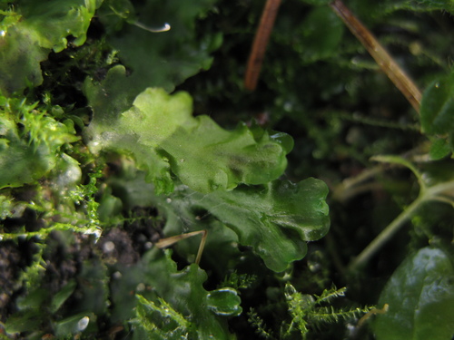 Pellia epiphylla (common pellia)
