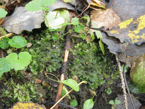 Pellia epiphylla (common pellia)