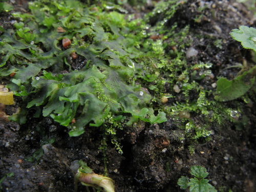 Pellia epiphylla (common pellia)
