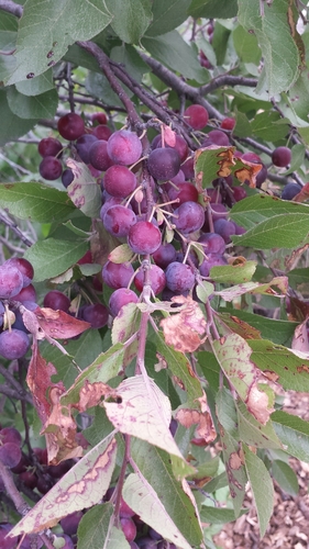 Prunus maritima (Beach Plum) (alternate view 5)